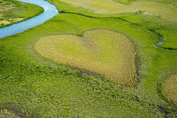 An aerial photograph of The Heart of Voh mangrove clearing in New Caledonia